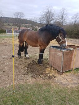 Prodám hřebečka - 2