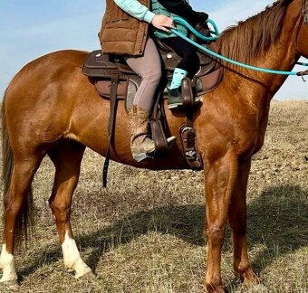 Yellowstobe doubles saddle - 2