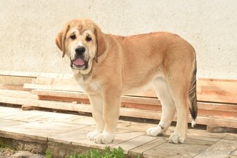 Španělský mastin s PP - fenka - 2