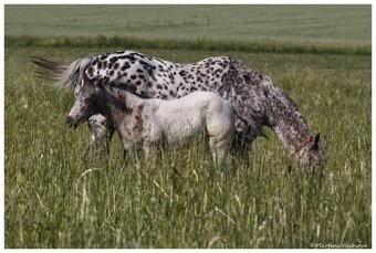 Appaloosa s PP- letošní hřebeček "Oreo" na prodej - 2