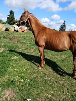 Qh - 2