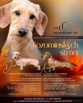Jezevčík drsnosrstý trpasličí/ králičí s PP - 2