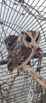 Výreček indický a jihoamerický - 2