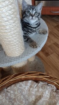 Britský whiskas kocourek s PP - 2