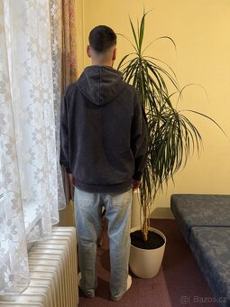 Květina Dracaena Marginata - Dračinec (Dracena) - 2