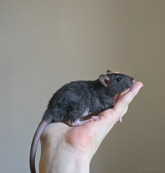 Potkan rex - 1 volna samicka - 2