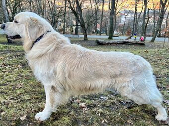Zlatý retriever - pes ke krytí - 2
