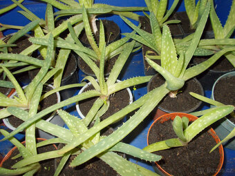 Aloe vera - 2