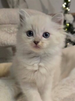 Ragdoll mačiatka koťatka - 2
