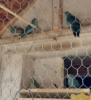 Prodam Kakariky modre - 2