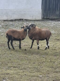 Kamerunská ovce - 2