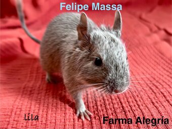 Osmák degu s PP - 2