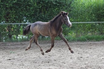 Letošní hřebec WPBR po Trojice Empor - 2