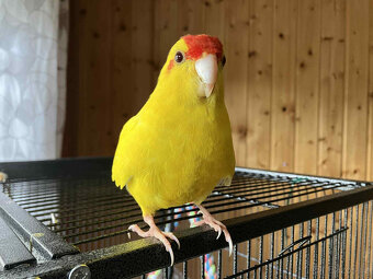 Kakariki Rudočelý - žlutý samec - 2