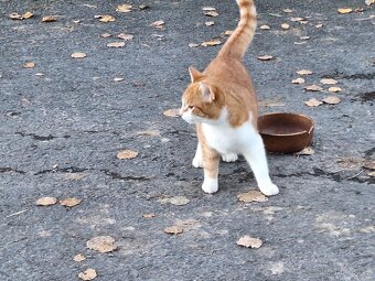 Daruji sedmiměsíčního kocourka - 2