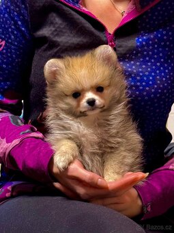 Pomeranian / Německý špic - 2