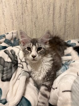 Minská mývalí koťata bez PP - 2