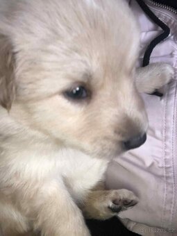 Prodám štěně zlatého retrívra fenka - 2