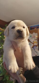 Labrador - černá a smetanová štěňátka - 2