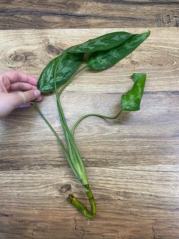 Aglaonema  - řízek s kořeny - 2