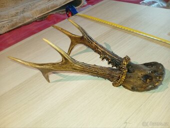 Sada srnčích trofejí (4 ks) - 2