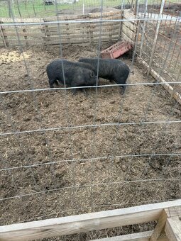 Vietnamské prase - 2