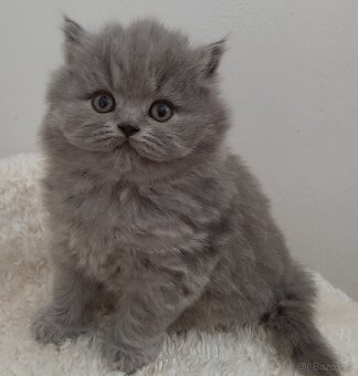 Britská koťata s PP - 2