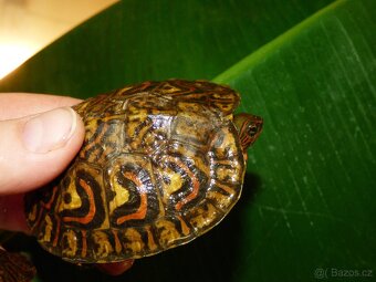 Želva kouzelná (Rhinoclemys pulcherima manni) - 2