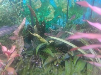 Akvarijní rostliny - 2