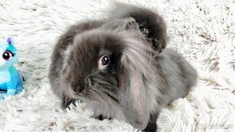 Zakrslý beránek, králíček, králík-MATTY A MENY - 2