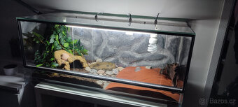 Terarium - 2