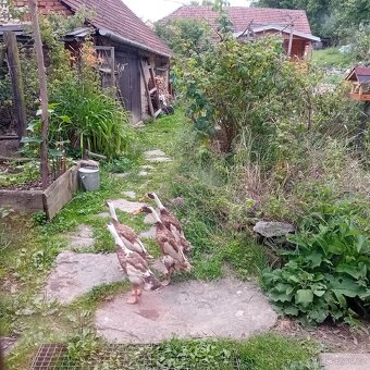 Indický běžec - 2