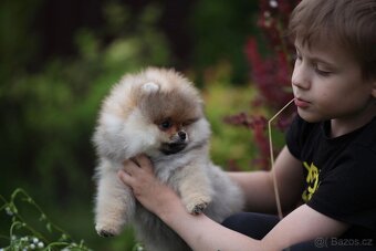 Štěňátko Teddy Bear s rodokmenem šampionů - 2