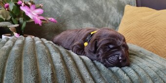 Labradorský retrívr - štěňata s PP k rezervaci - 2