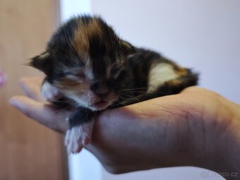 Mainská mývalí koťátka bez PP - 2