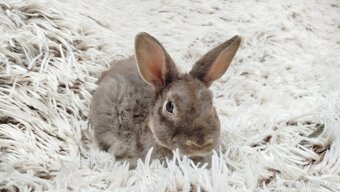 Zakrslý beránek,králíček,králík -(REX)-DIANA - 2