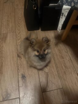 Prodám pomeriana německý špic - 2