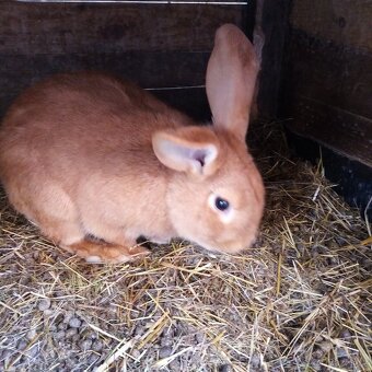 Burgundsky kralik - 2