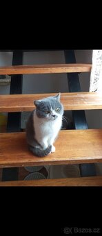 Britsky kocourek - 2