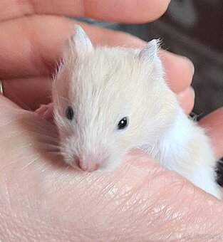 Křeček syrský - 2