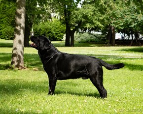 Labradorský retriever A MAGIC FRIEND OF FROTARIS - krytí - 2