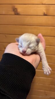 Ragdoll - 2