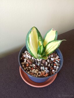 Sansevieria solid gold - 2