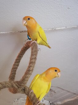 papoušek, Agapornis růžovohrdlý - 2