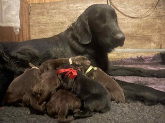 Flat coated retriever s PP - 2