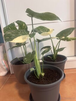 Monstera Thai Constellation - 2