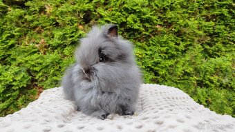 Zakrslý králík, králíček -(TEDDY)-OLAF A OLINA - 2