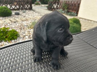 Stenatka labradora s Prukazem puvodu - rezervace - 2
