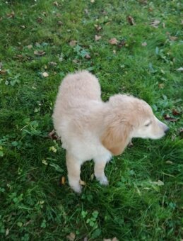 Labradorský retrívr - 2