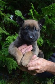 Belgický ovčák - malinois - 2